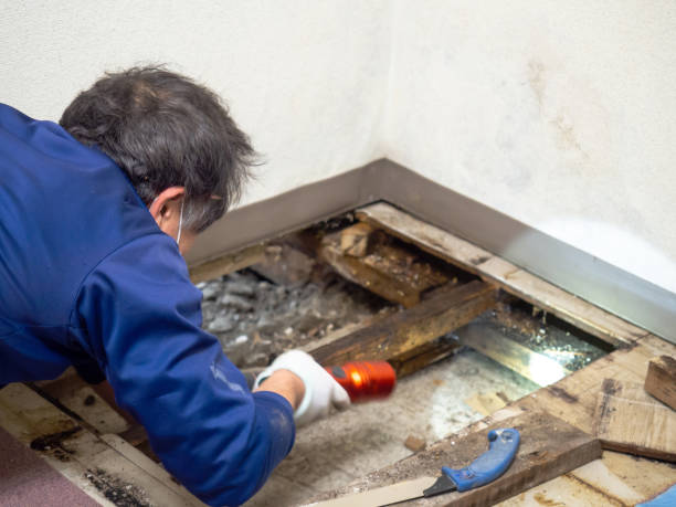 Best Certified Mold Removal  in Big Beaver, PA