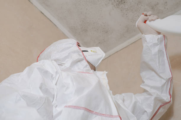 Office Mold Removal Services in Big Beaver, PA