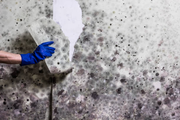 Best Mold Damage Repair  in Big Beaver, PA